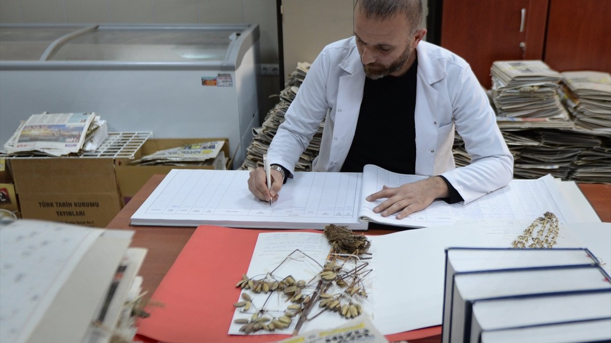 Bingöl'de Herbaryum Hazırlık Odası'nda yaklaşık 27 bin bitki saklanıyor