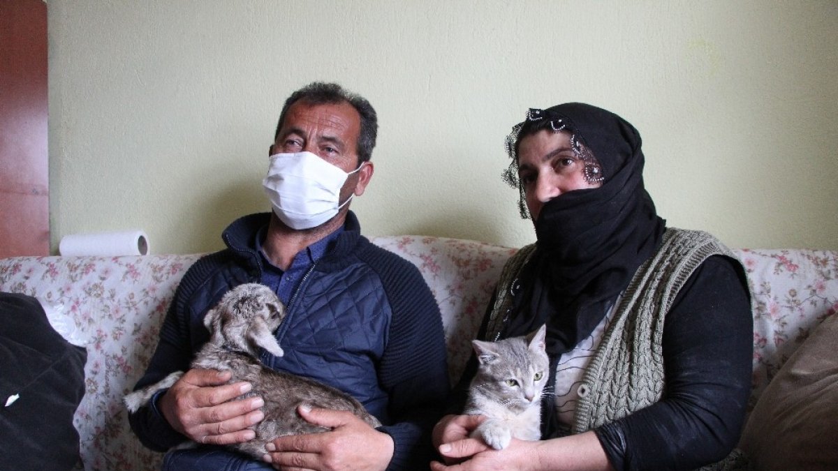 Bingöl'de içleri ısıtan görüntü, oğlağı evde bebek gibi bakıyorlar