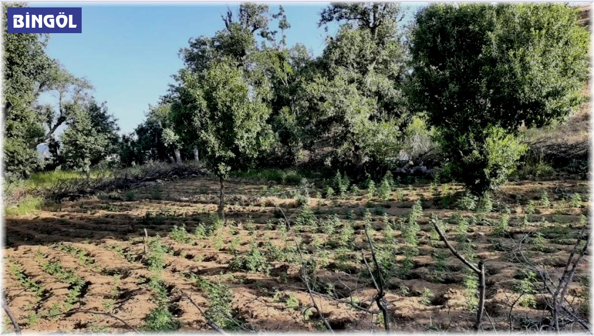 Bingöl'de iki tarlada 7 bin kök kenevir ele geçirildi