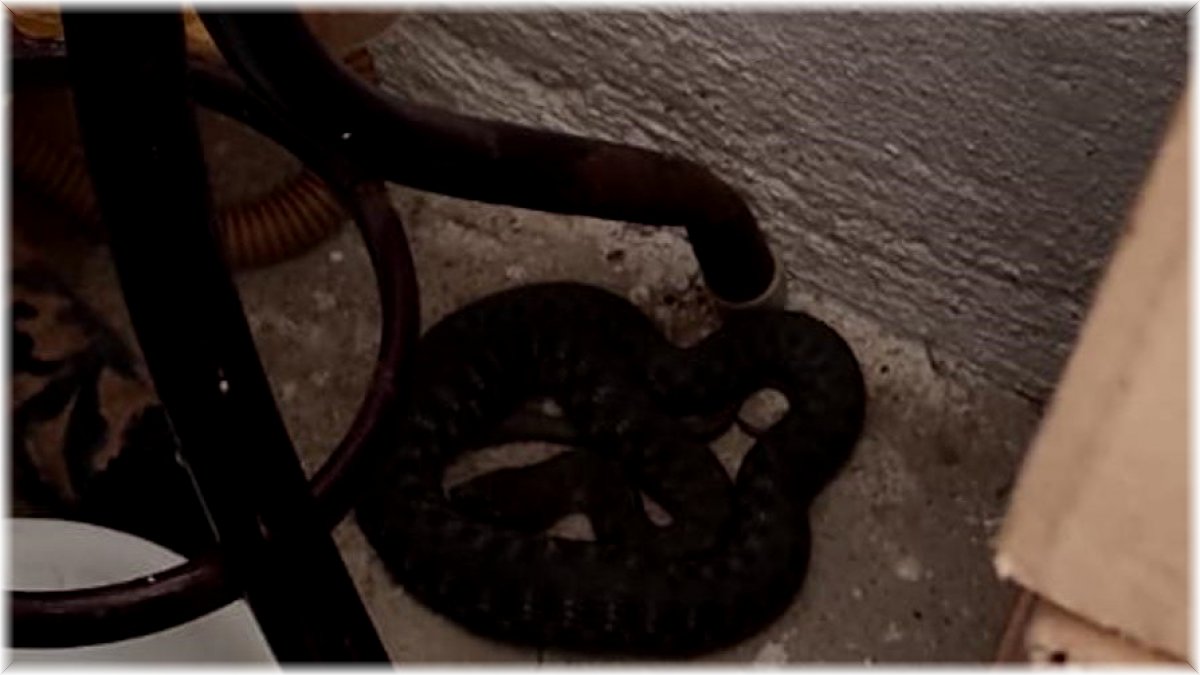 Bingöl'de iş yerine giren yılan paniğe neden oldu