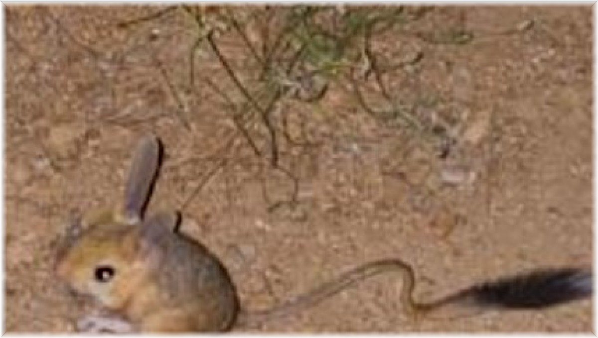 Bingöl'de IUCN'nin 'kırmızı' listesinde bulunan Arap tavşanı görüldü