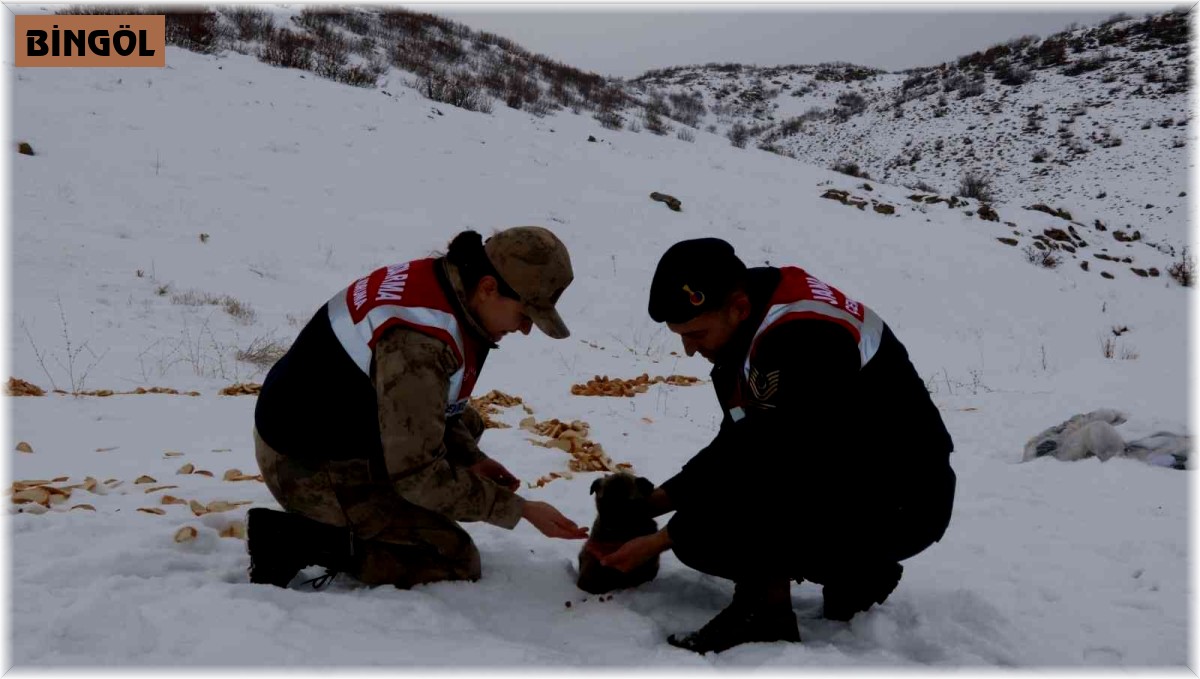 Bingöl'de jandarma, sokak ve yaban hayvanlarını unutmadı