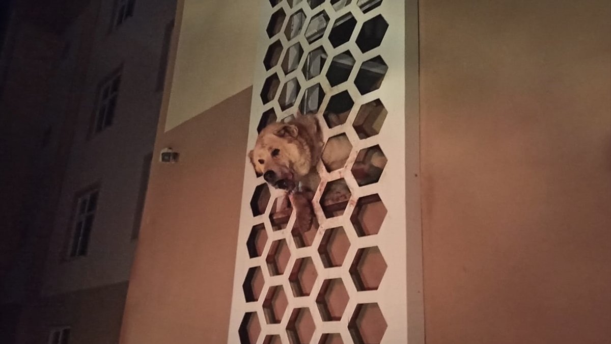 Bingöl'de kafası demir korkuluğa sıkışan köpek kurtarıldı