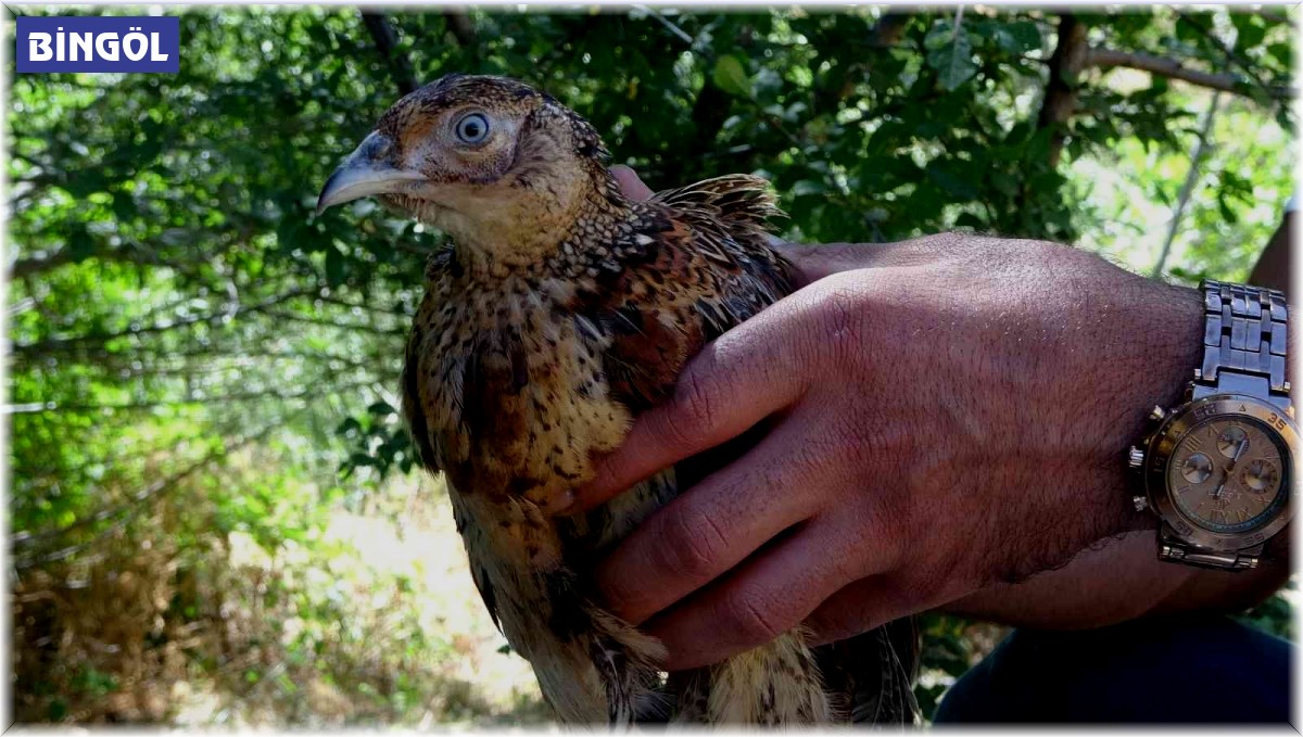 Bingöl'de kene avcısı sülünler doğaya salındı
