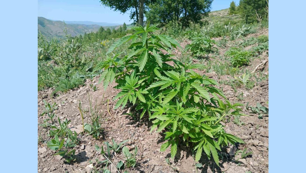 Bingöl'de kenevir ve kaçak tütün ele geçirildi