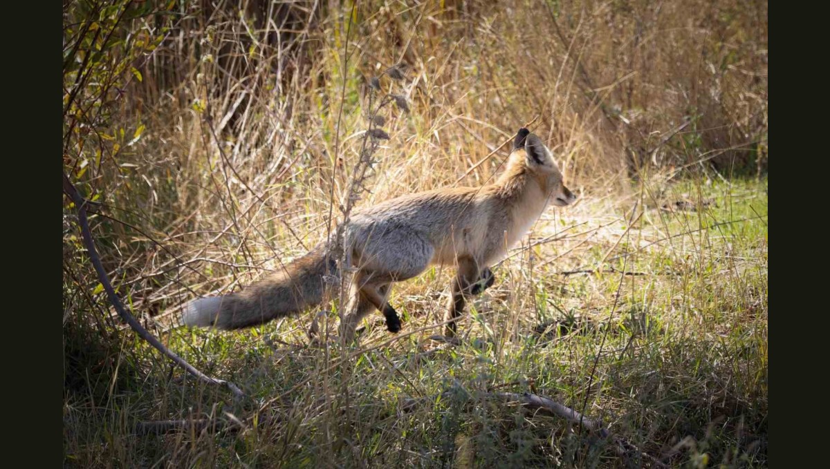 Bingöl'de kızıl tilki görüntülendi