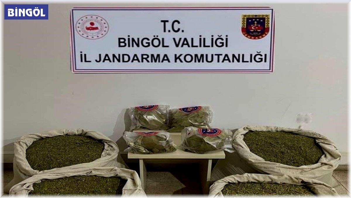 Bingöl'de Kökünü Kurutma Operasyonu: 145 kilo esrar ele geçirildi
