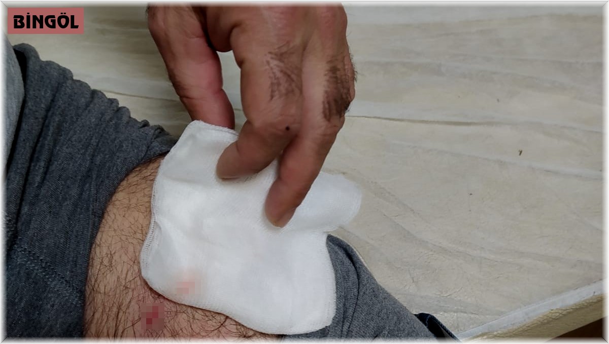 Bingöl'de köpek sürüsü, evine giden adama saldırdı