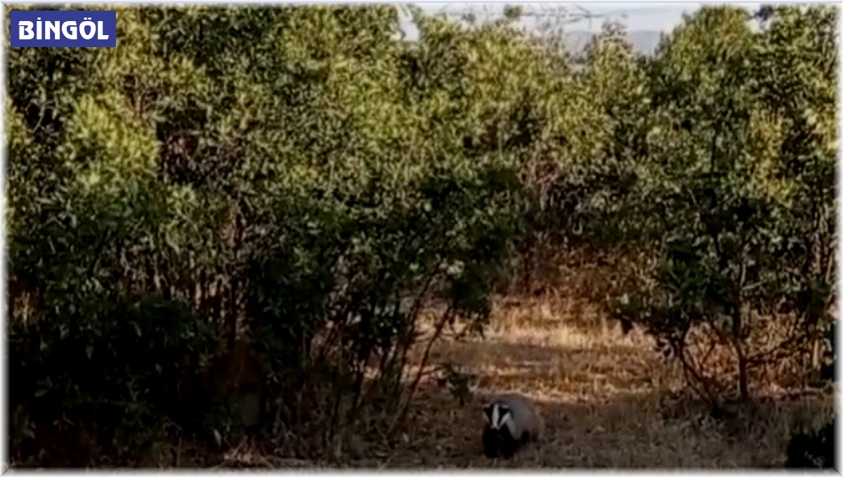Bingöl'de koruma altında bulunan porsuklar görüntülendi
