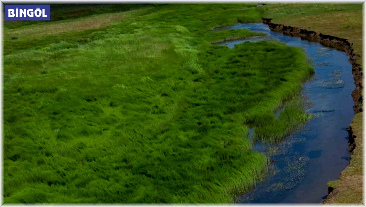 Bingöl'de koruma altındaki turnalar görüntülendi
