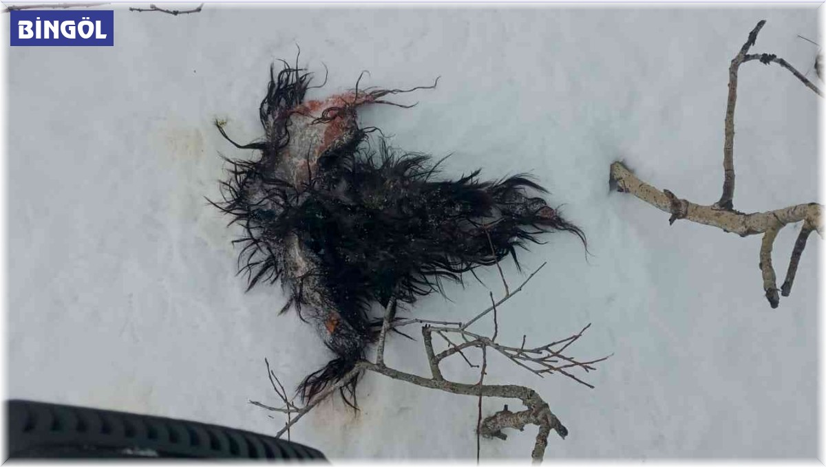 Bingöl'de koyunlara kurt sürüsü saldırdı: 25 koyun telef oldu, 15'i kayıp