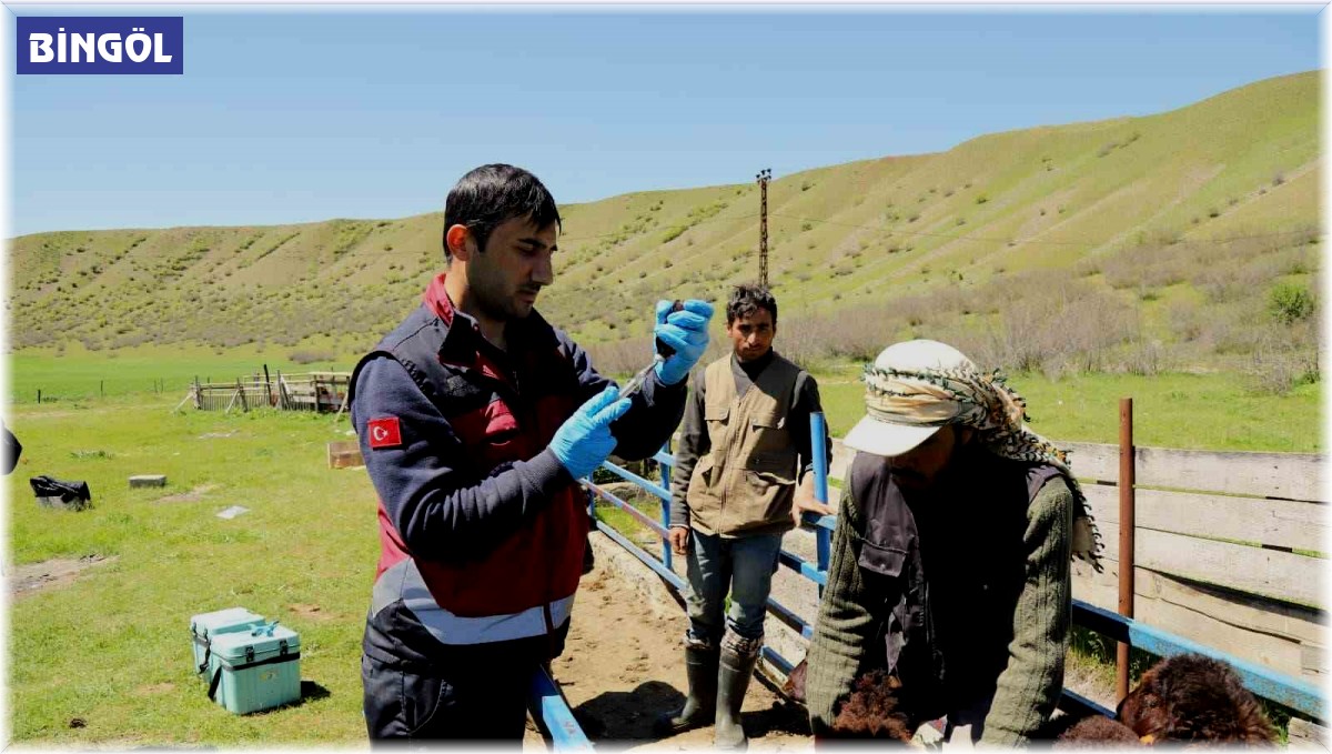 Bingöl'de küçükbaş hayvanlar aşılanıyor