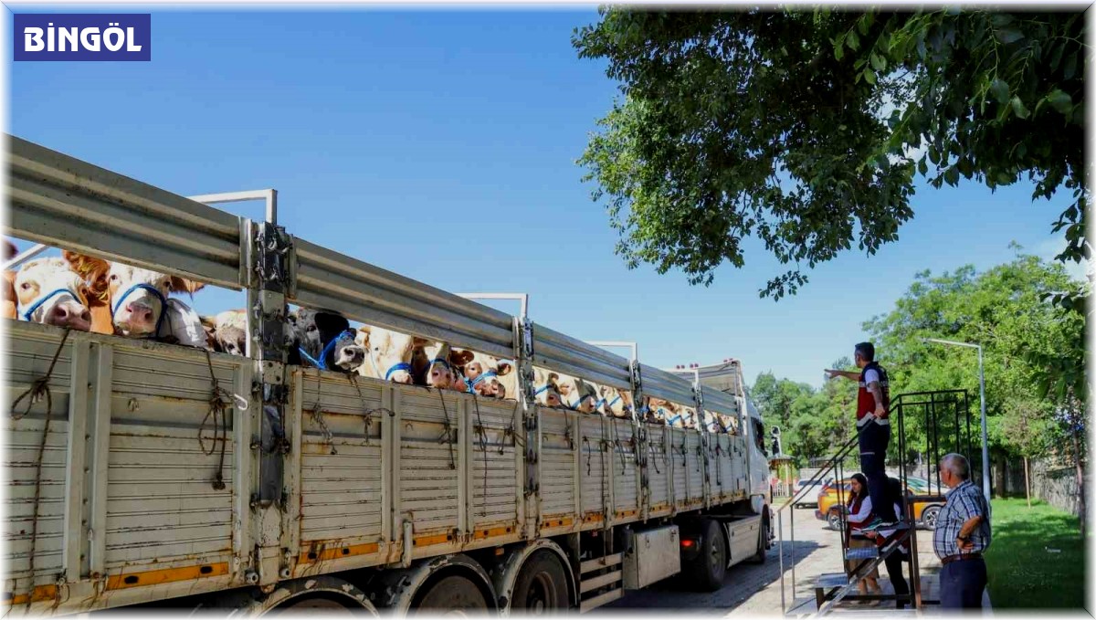 Bingöl'de kurbanlık sevkleri başladı