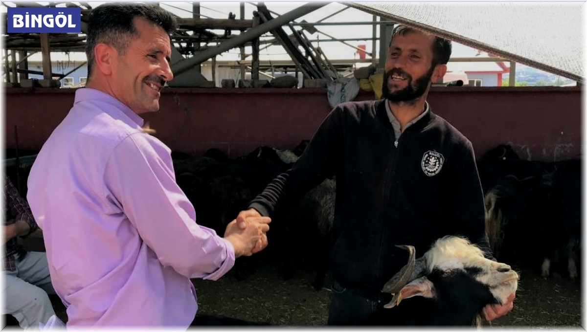 Bingöl'de kurbanlıklar için kol koparan pazarlıklar sürüyor
