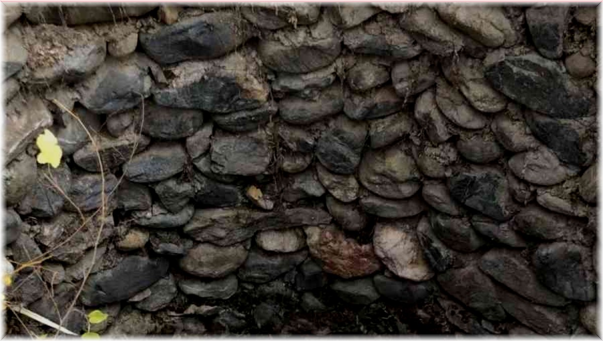 Bingöl'de kuyuya düşen köpekler kurtarıldı