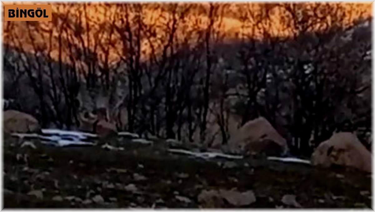 Bingöl'de nesli tükenme tehlikesi altında olan 2 vaşak görüntülendi