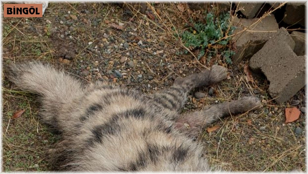 Bingöl'de nesli tükenmekte olan çizgili sırtlan telef olmuş bir şekilde bulundu