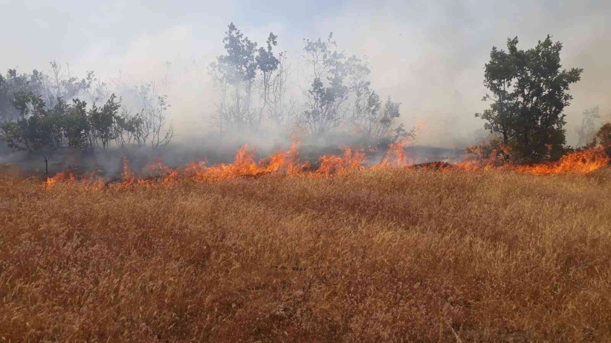 Bingöl'de orman yangını büyümeden söndürüldü