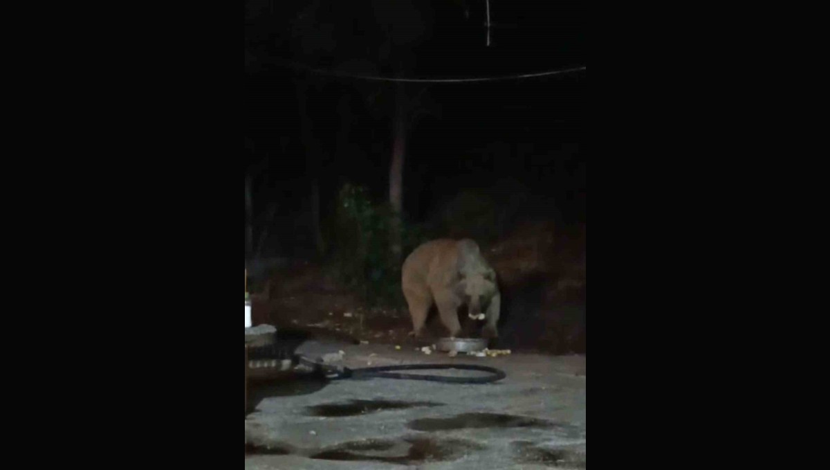 Bingöl'de şantiye alanına inen ayı karnını doyurdu... O anlar kamerada