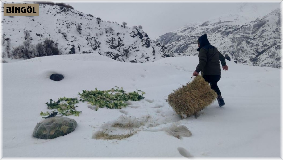 Bingöl'de Şeytan dağlarına 500 kilo yem bırakıldı