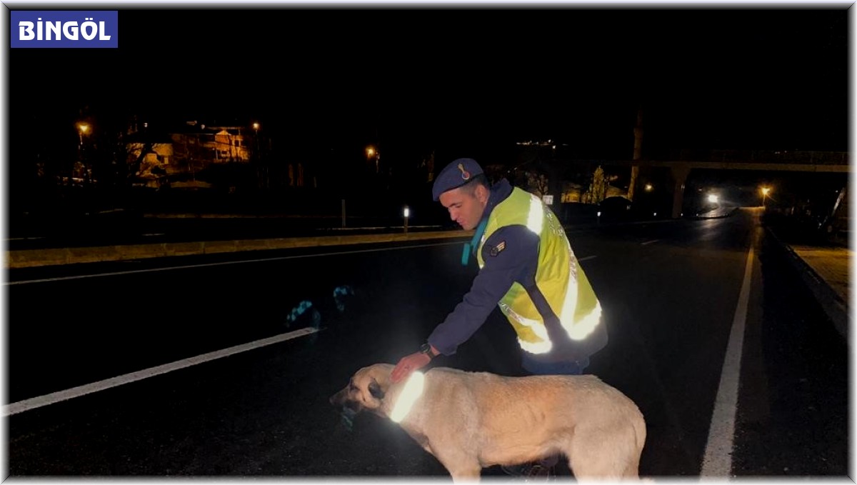 Bingöl'de sokak hayvanlarına reflektif tasma takıldı