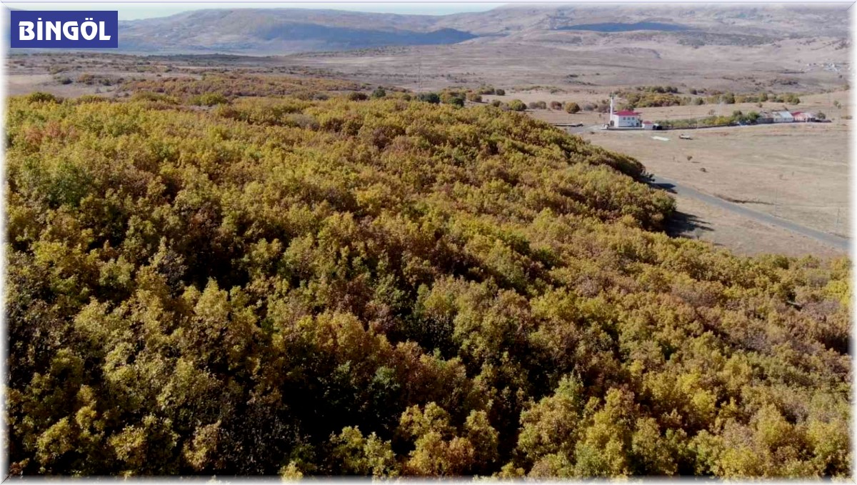 Bingöl'de sonbahar güzelliği