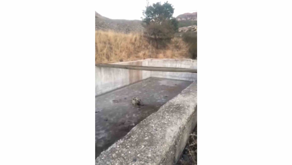 Bingöl'de sulama havuzuna düşen yavru ayı kurtarıldı