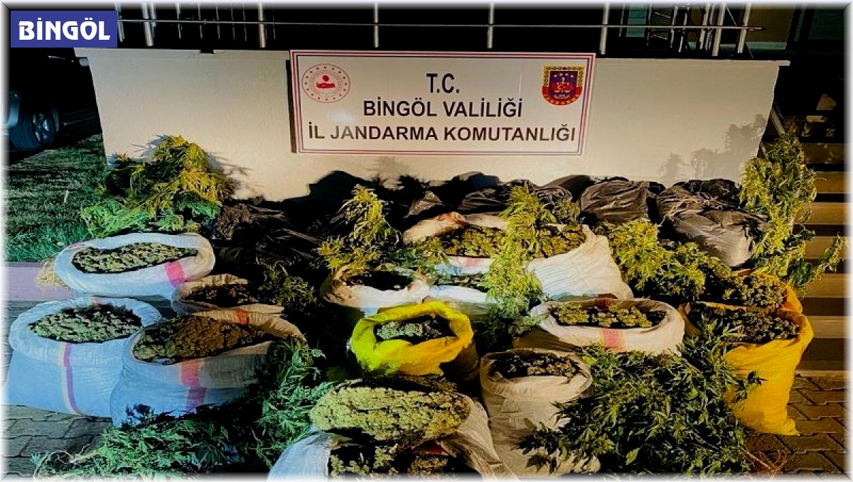 Bingöl'de terör finans kaynağına ağır darbe: 6 milyon kök kenevir ele geçirildi