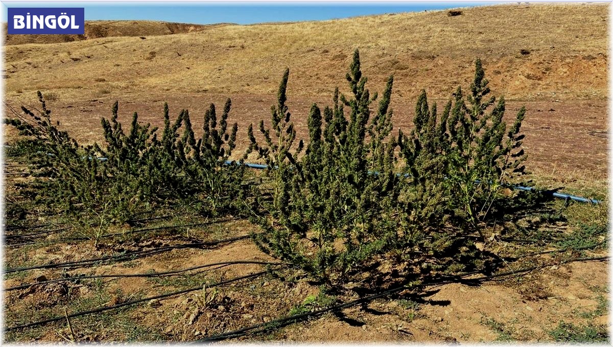 Bingöl'de terörün finans kaynağına darbe: 3 milyon kök kenevir ele geçirildi