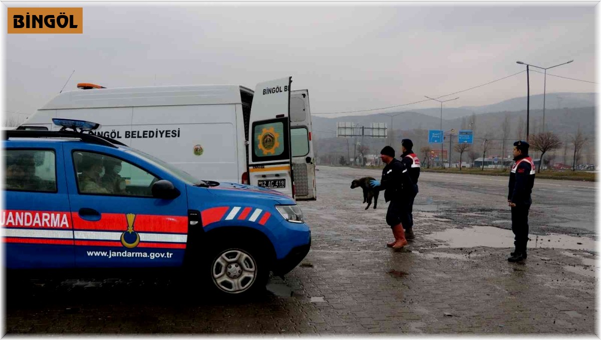 Bingöl'de trafikte risk oluşturan sahipsiz hayvanlar, barınağa teslim edildi