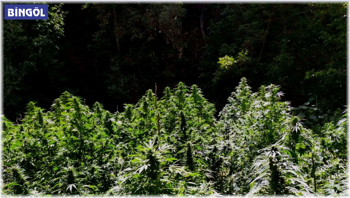 Bingöl'de uyuşturucu madde ele geçirildi