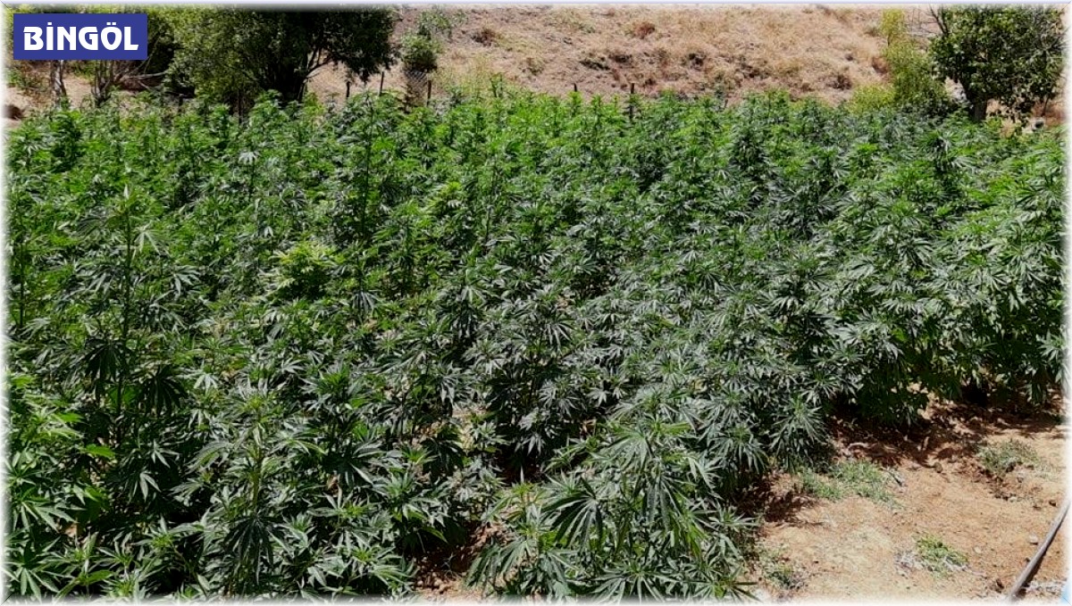 Bingöl'de uyuşturucu operasyonu: 105 bin kök kenevir ele geçirildi