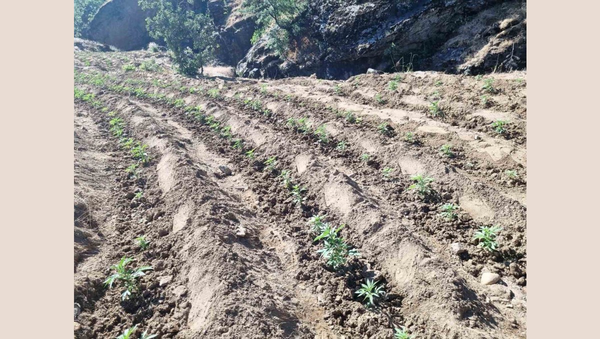 Bingöl'de uyuşturucu üretimine geçit yok