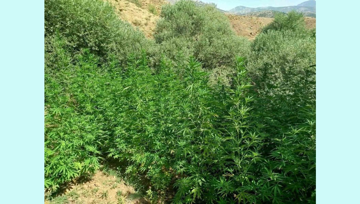 Bingöl'de uyuşturucuyla mücadele