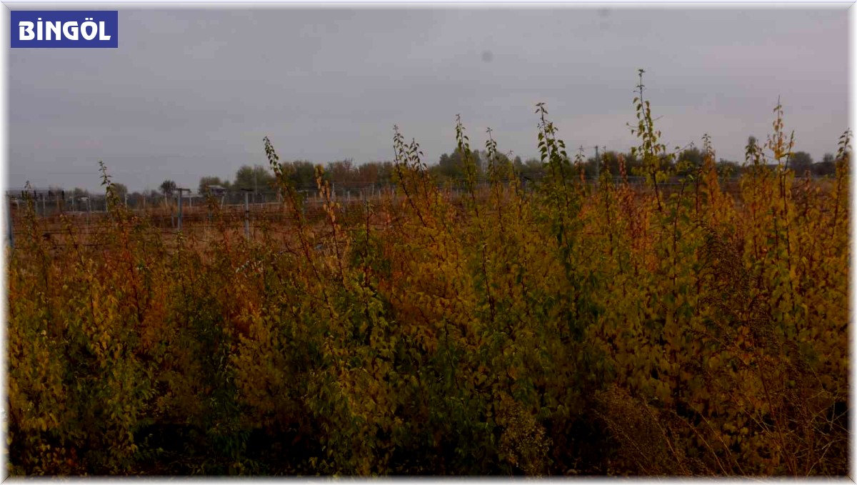 Bingöl'de vatandaşlara 300 adet kayısı fidesi dağıtıldı