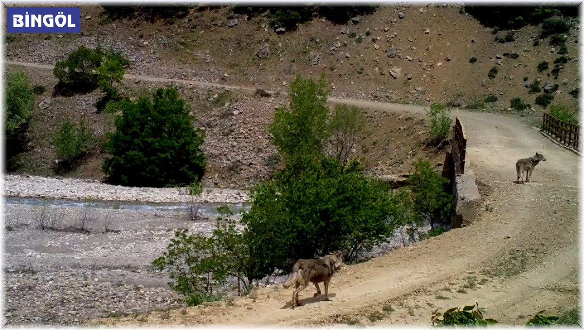 Bingöl'de yaban hayatı fotokapanlara yansıdı