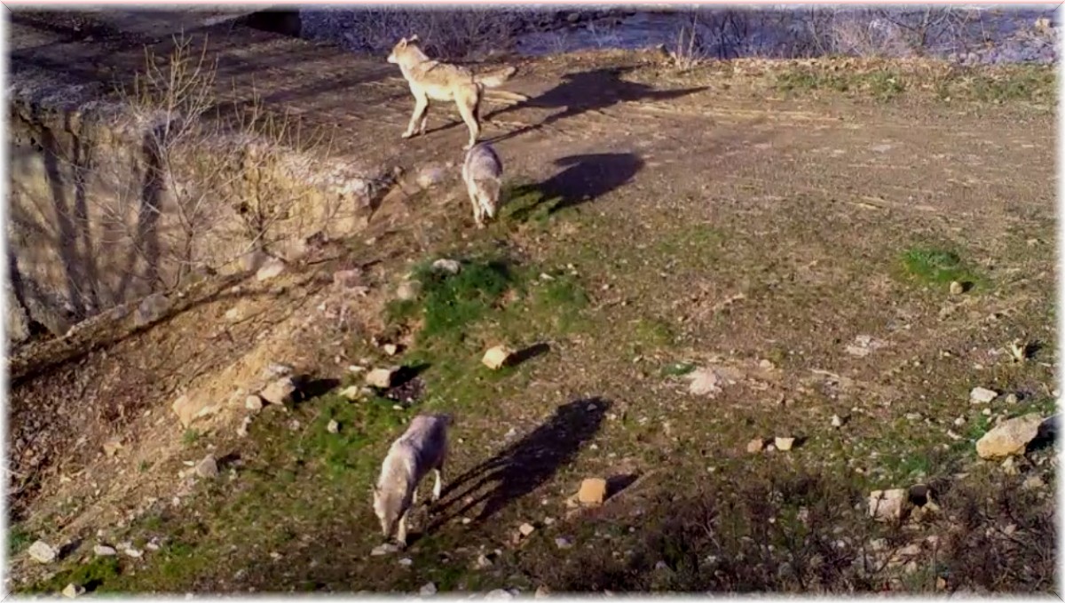 Bingöl'de yaban hayatı fotokapanlara yansıdı