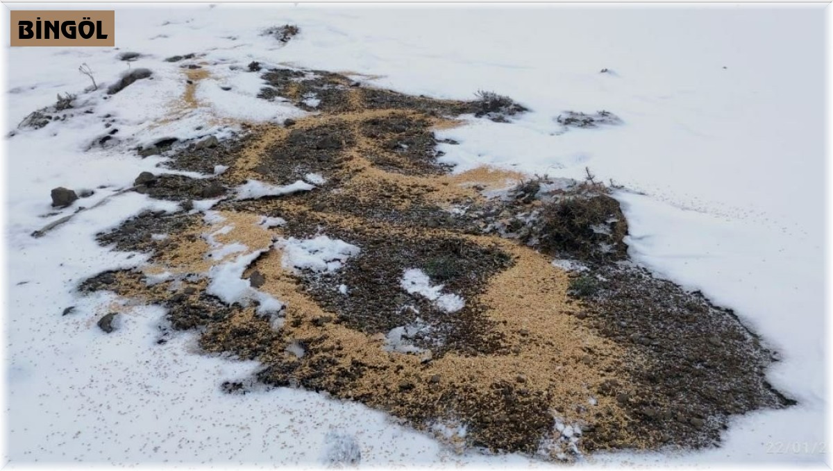 Bingöl'de yaban hayvanları için doğaya yem bırakıldı