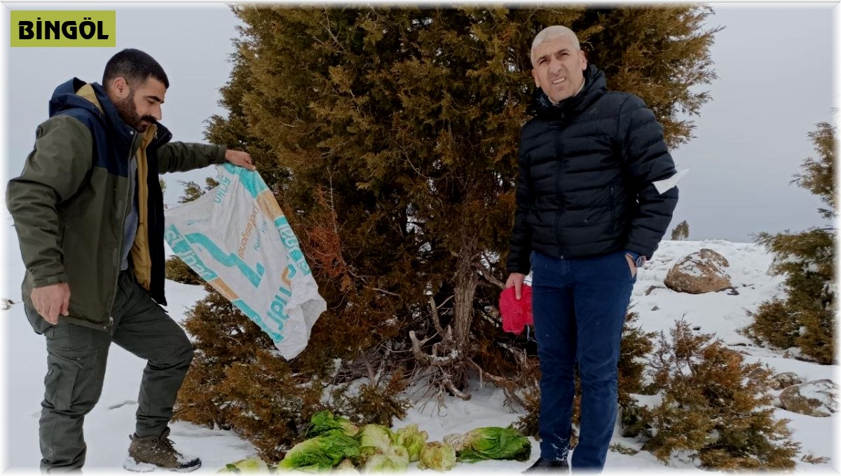 Bingöl'de yaban hayvanları için doğaya yem bırakıldı