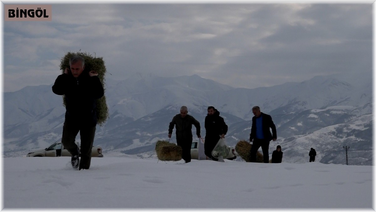 Bingöl'de yaban hayvanları için karla kaplı dağlara yem bırakıldı