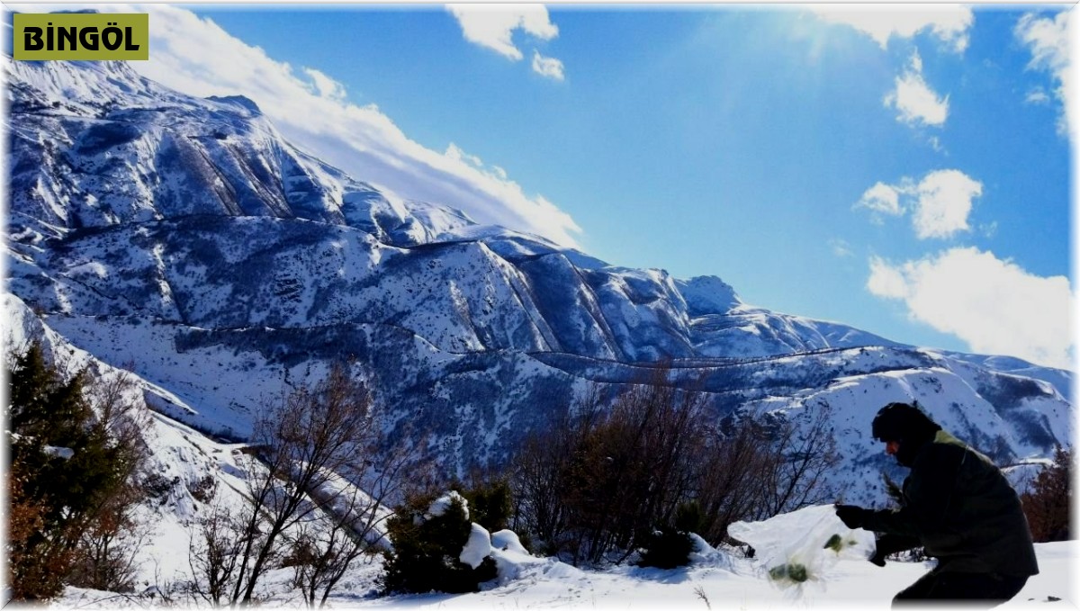 Bingöl'de yaban hayvanlarını yemleme çalışmaları sürüyor