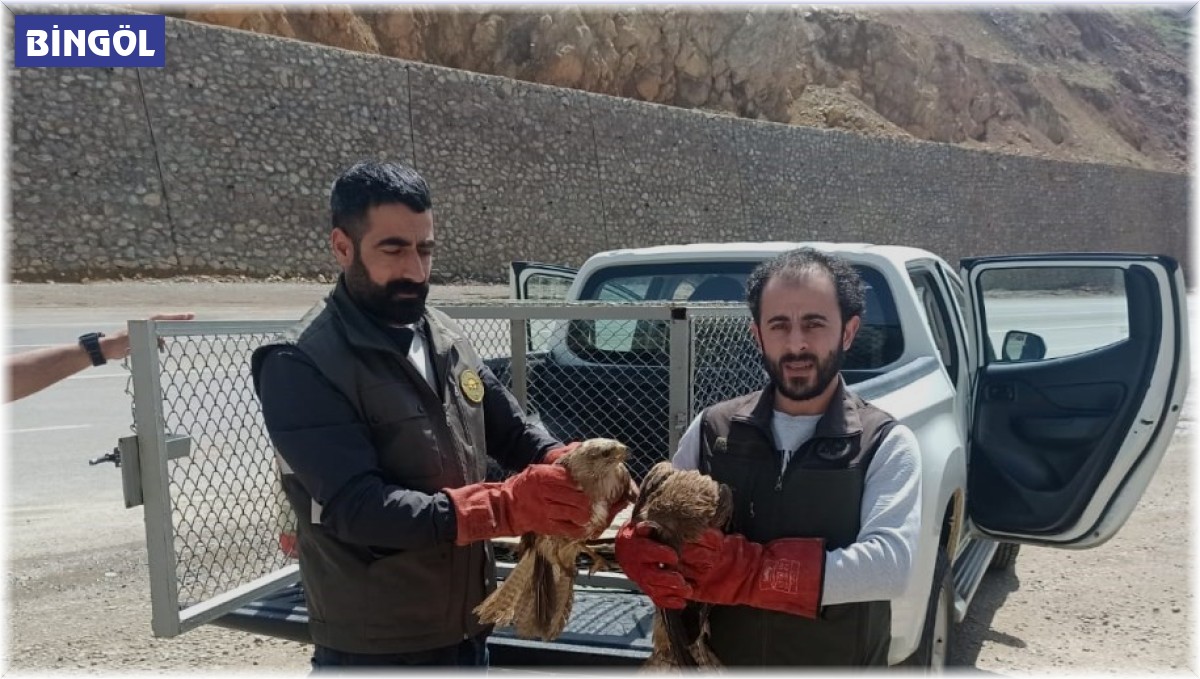 Bingöl'de yaralı bulunan akbaba ve Su Şahinleri tedavi altına alındı