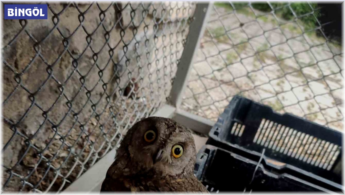 Bingöl'de yaralı bulunan baykuş tedavi altına alındı