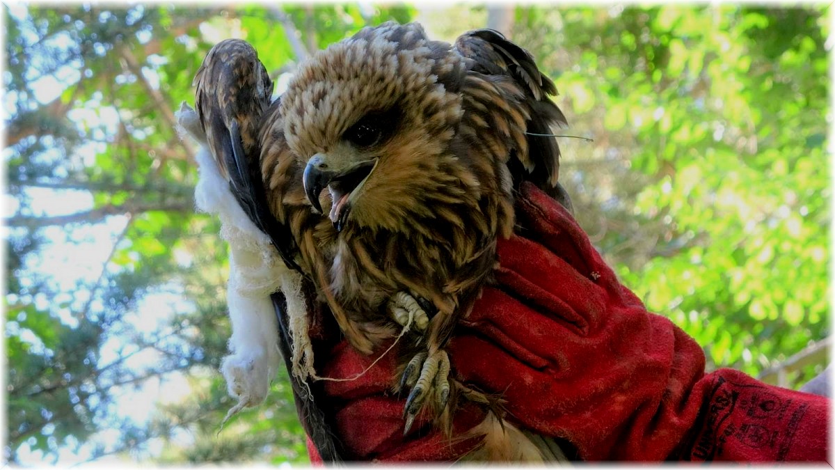 Bingöl'de yaralı bulunan kızıl şahin tedavi altına alındı