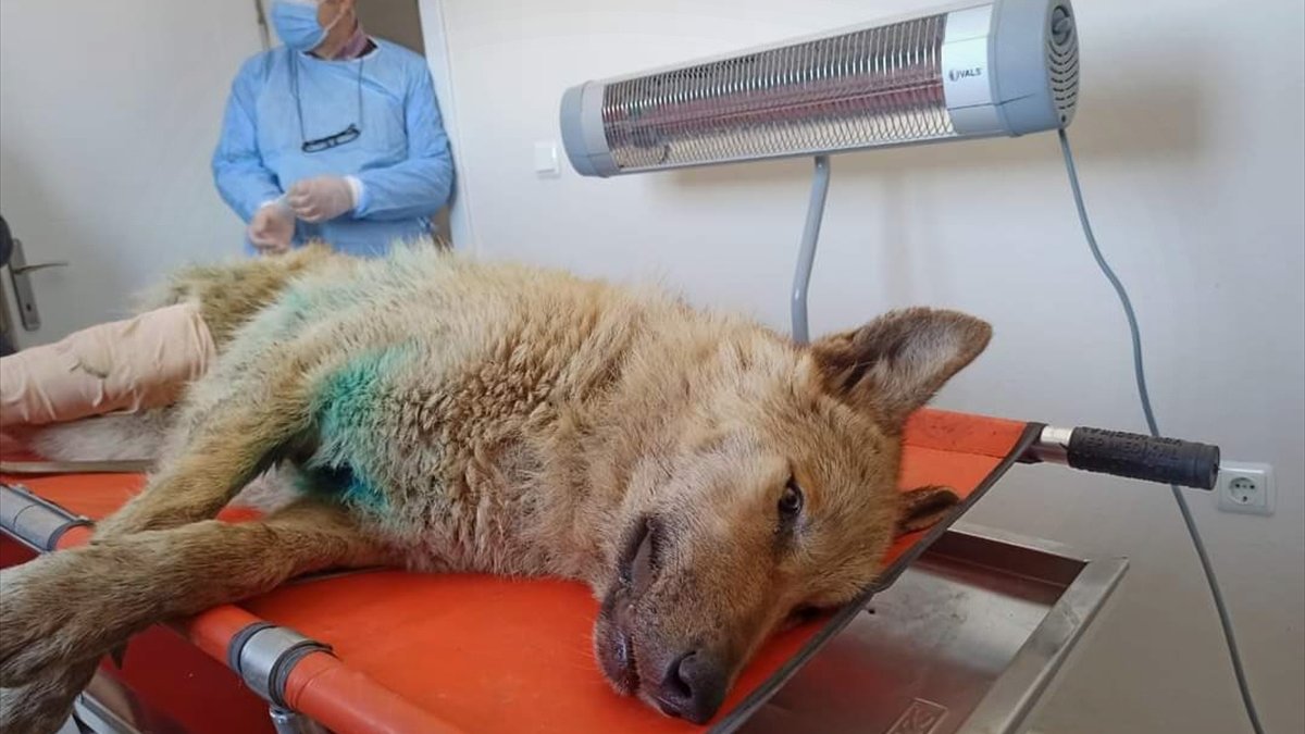 Bingöl'de yaralı bulunan kurt, tedavisi için Kars'a gönderildi