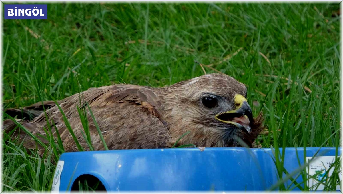 Bingöl'de yaralı bulunan yavru şahin tedavi altına alındı