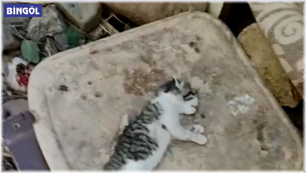 Bingöl'de yavru kediler telef edildi