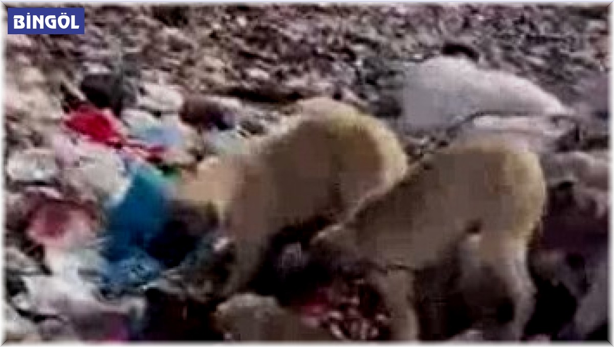 Bingöl'de yavru köpekler iple birbirine bağlanıp çöplüğe atıldı
