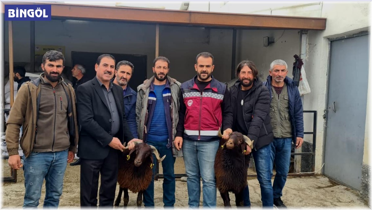 Bingöl'de yetiştiricilere koç desteği verildi