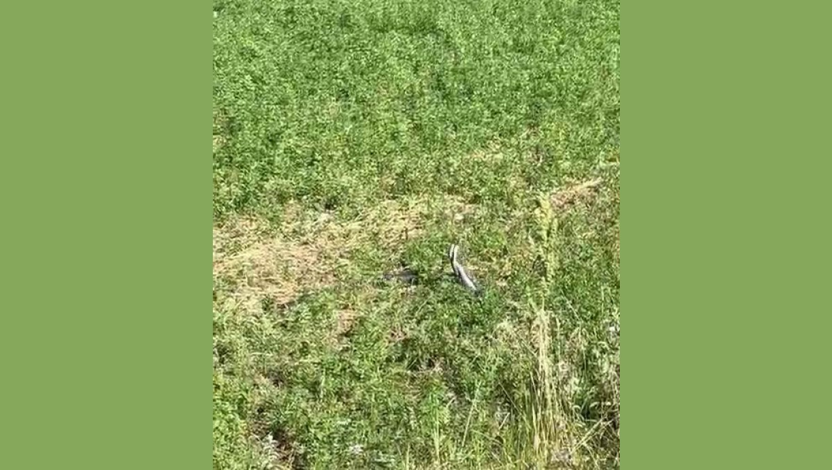 Bingöl'de yılanların dansı kamerada